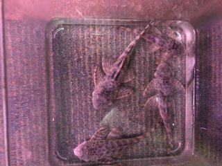 Peckoltia sp. (L387) Peckoltia sp. (L387)
