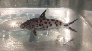 Synodontis petricola