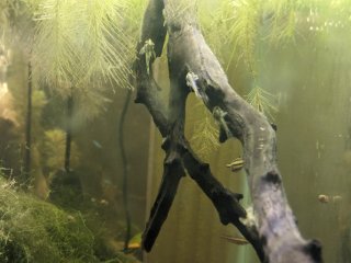 Nannoptopoma sp. `PERU WHITE`