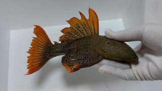 Pseudacanthicus leopardus