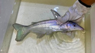 Conorhynchos conirostris