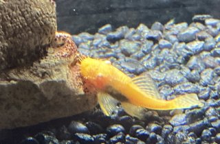 Ancistrus sp. (3)