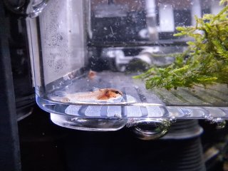 Osteogaster sp. (Cw010)
