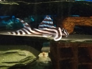 Hypancistrus zebra