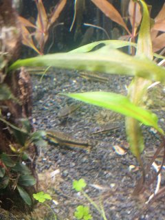 Otocinclus vittatus