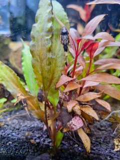 Rhinotocinclus isabelae