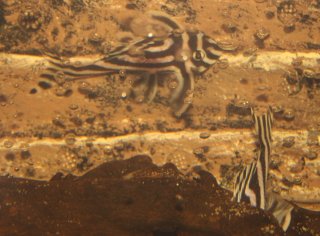 Hypancistrus zebra