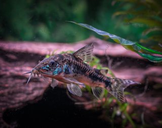 Hoplisoma habrosum