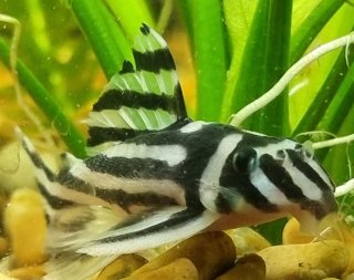 Hypancistrus zebra