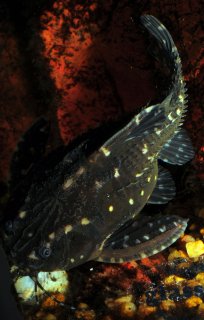 Agamyxis pectinifrons