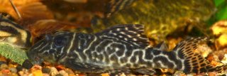 Hypancistrus sp. (L066)