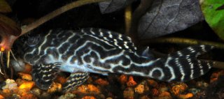 Hypancistrus sp. (L333)