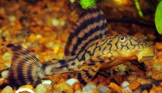 Hypostomus faveolus