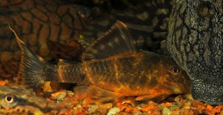 Panaqolus maccus
