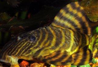 Panaqolus sp. (L002)