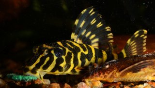 Peckoltia compta