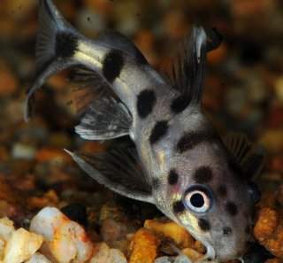 Synodontis nummifer