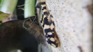 Dekeyseria picta