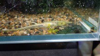 Acestridium discus