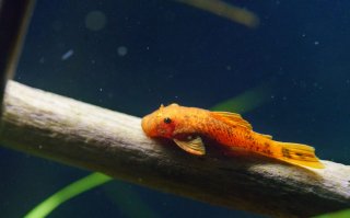 Ancistrus sp. (3)