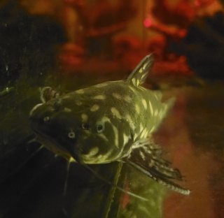 Wertheimeria maculata