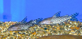 Synodontis pardalis