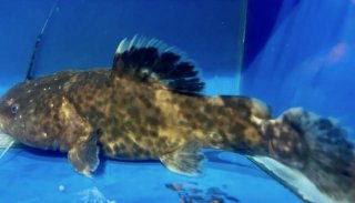 Batrochoglanis cf. villosus