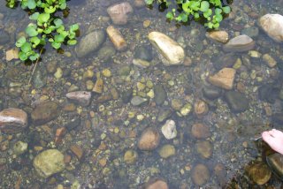 Cobble and pebble habitat of Amblyceps mangois