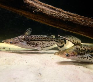 Nuptial pair, male with elongated dorsal