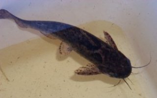 Trachelyopterus galeatus