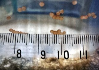 Scleromystax sp. C113
