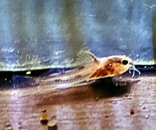 Scleromystax sp. C113