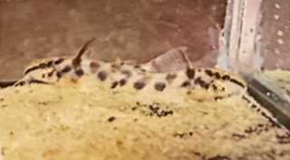 Scleromystax sp. C113