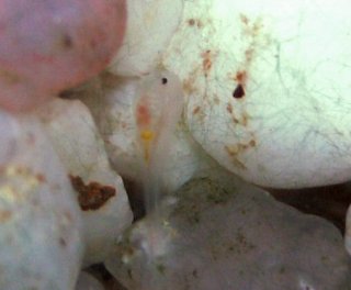 Fry hide themselves well in the cavities of the gravel