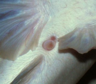 Close-up of female genital area