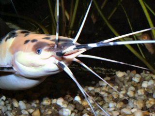Portrait of my Clarias batrachus male (piebald)