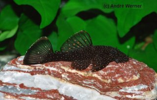 Ancistrus hoplogenys