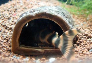 Pair in breeding cave