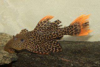 P. leopardus juvenile