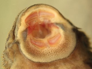 Mouth of Pseudolithoxus dumus