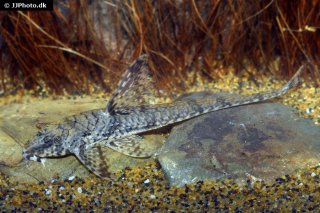Rineloricaria eigenmanni, a whiptail catfish, is a good beginners loricariid.