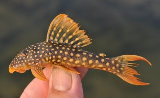 Juvenile Scobinancistrus aureatus from the Rio Xingu, Brazil