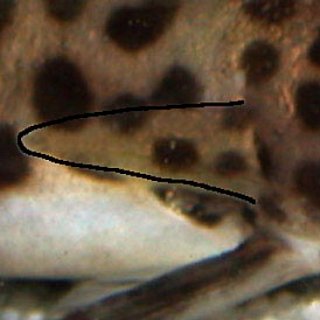 Synodontis multipunctatus