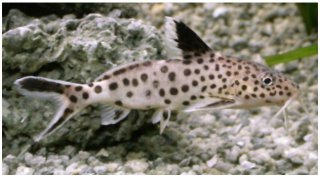 Synodontis multipunctatus