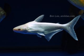 Pangasianodon hypophthalmus - albino