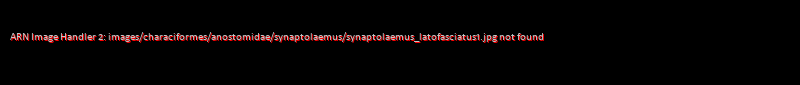 Synaptolaemus latofasciatus - Click for species page
