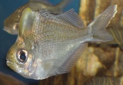 Chanda pulcinella - Click for species page