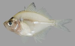 Chanda siamensis - Click for species page