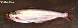 Eutropiichthys vacha - Click for species data page
