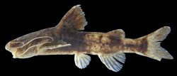 Pseudobagarius fuscus - Click for species page